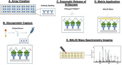 GlycoFibroTyper: A Novel Method for the Glycan Analysis of IgG and the Development of a Biomarker Signature of Liver Fibrosis